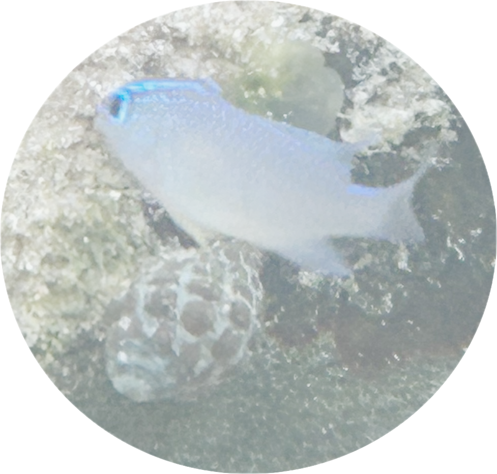 Juvenile grey demoiselle