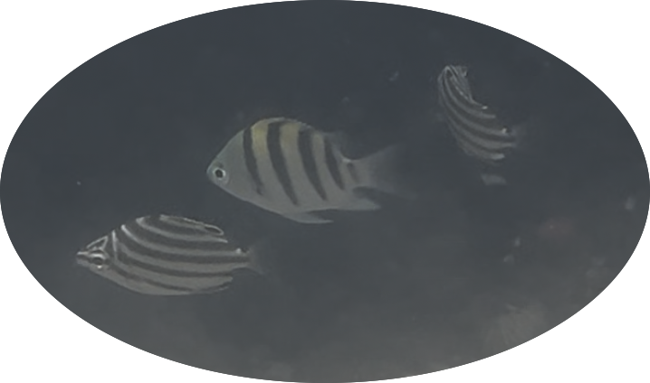 East-australian stripeys with juvenile indo-pacific sergeant major damselfish