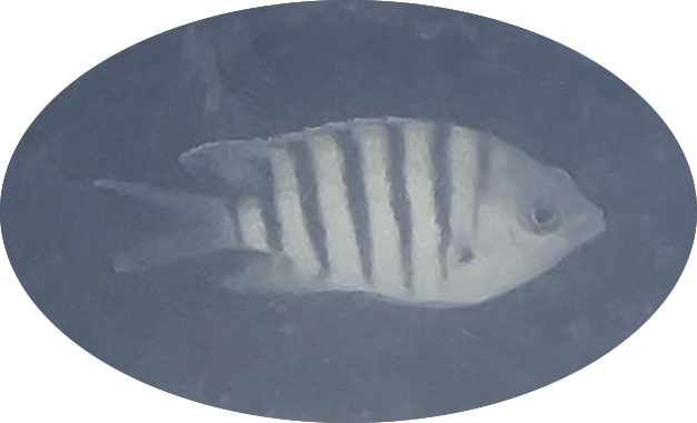 Indo-pacific sergeant major damselfish