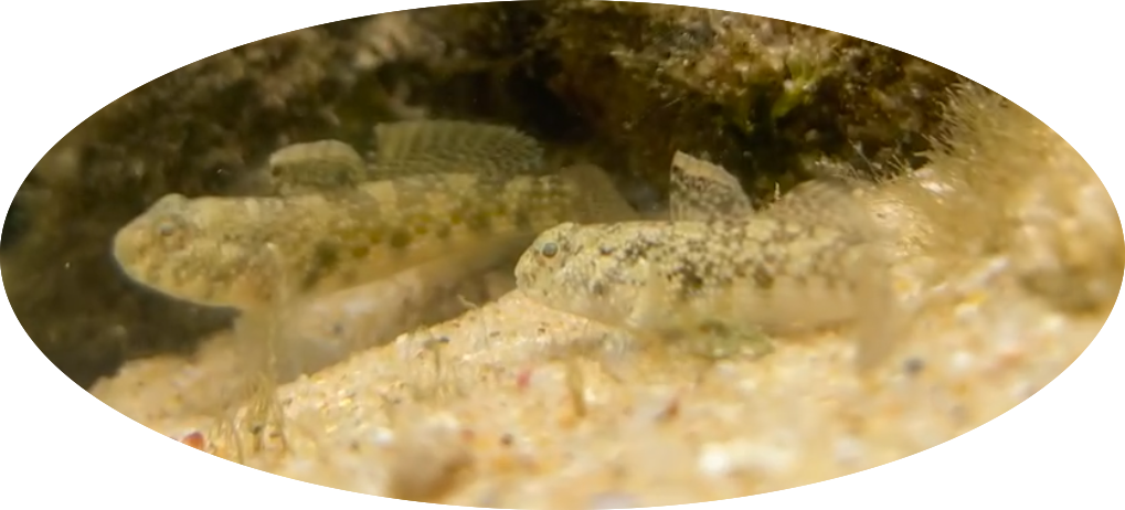 Dusky frillgobies (i think)