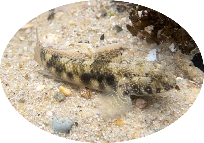 Dusky frillgoby (i think)
