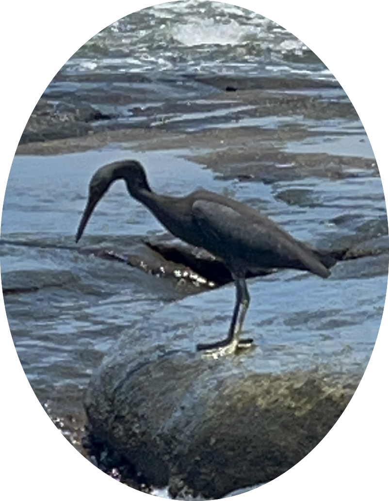 pacific reef heron