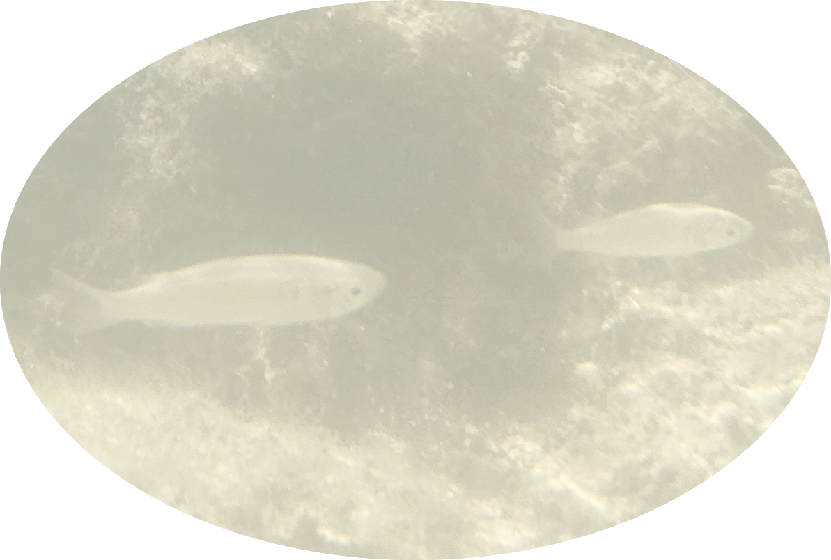 sand mullet i think??