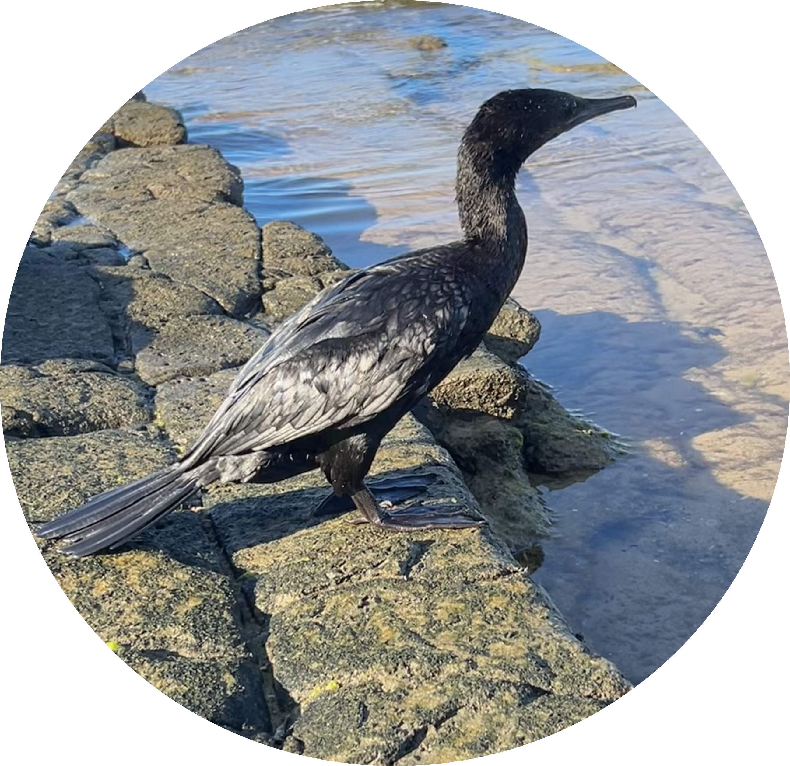 little black cormorant