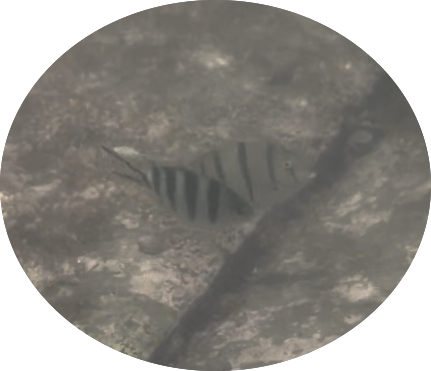 Scissortail sergeant damselfish with a convict tang (!!)