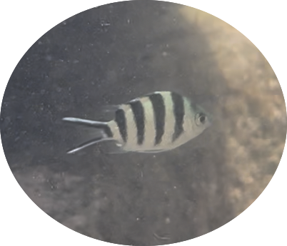 Juvenile scissortail sergeant damselfish