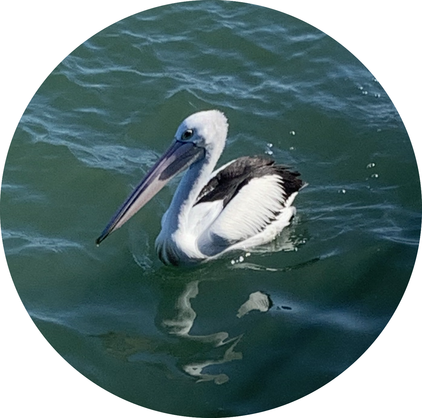 Australian pelican