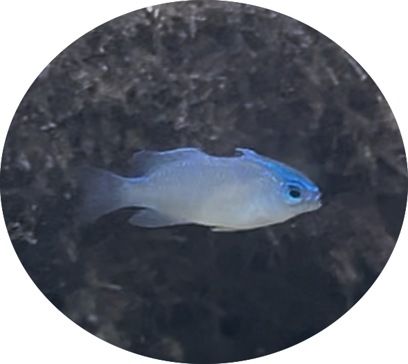 Juvenile grey demoiselle