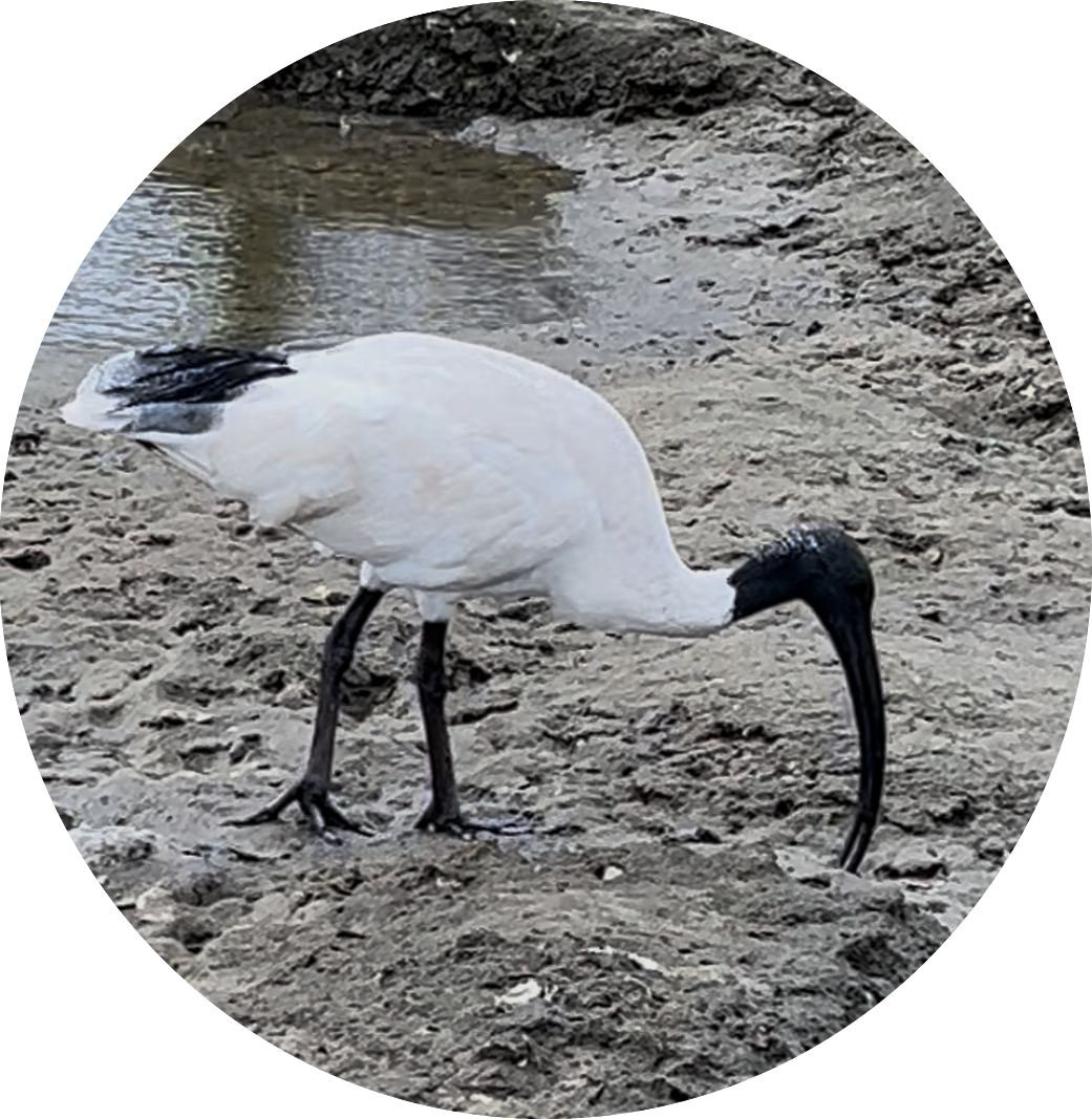 Australian white ibis