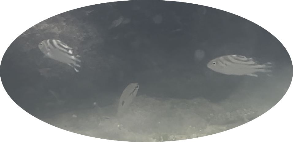 Cresent grunters with a juvenile blackspot snapper