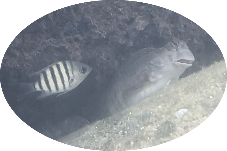Juvenile indo-pacific sergeant major damselfish with some kind of blenny