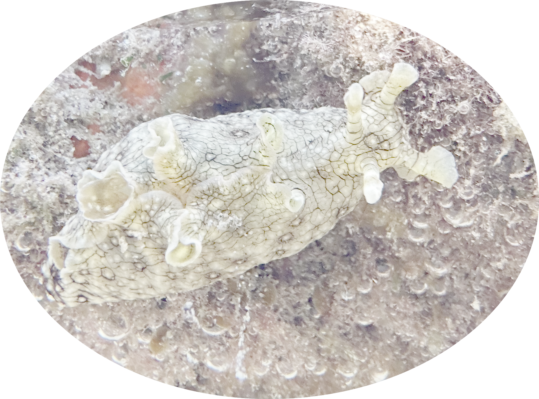 White-speckled seahare