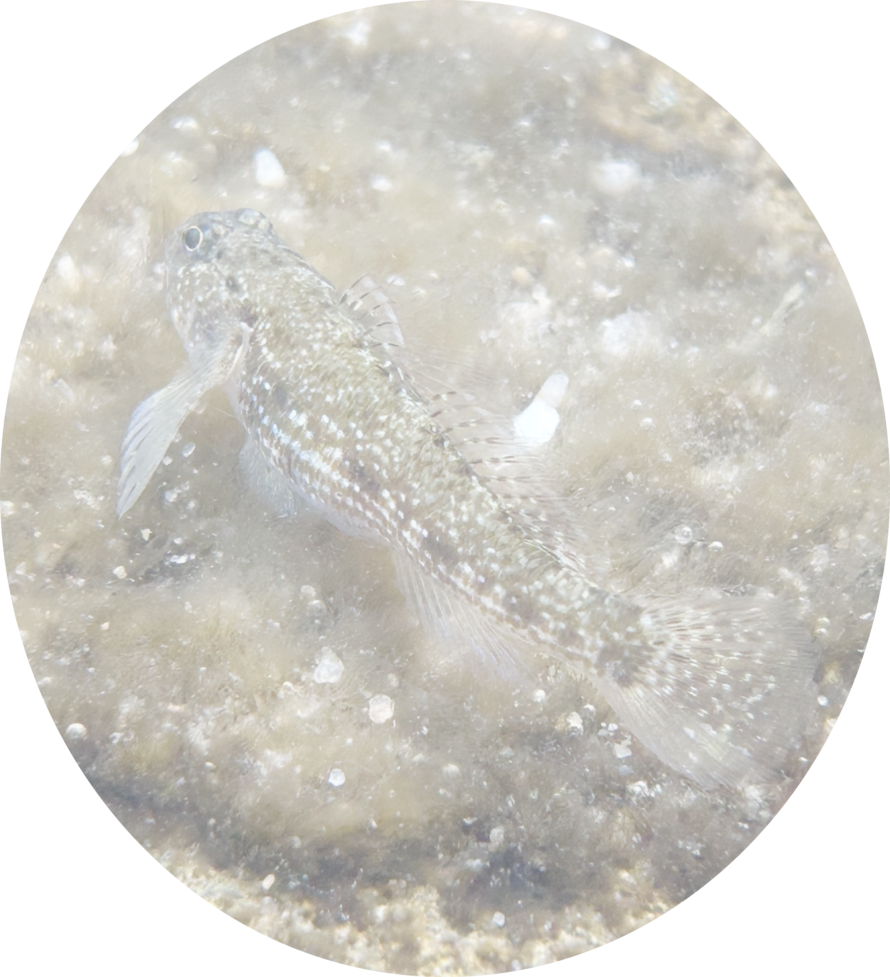 Dusky frillgoby (i think)
