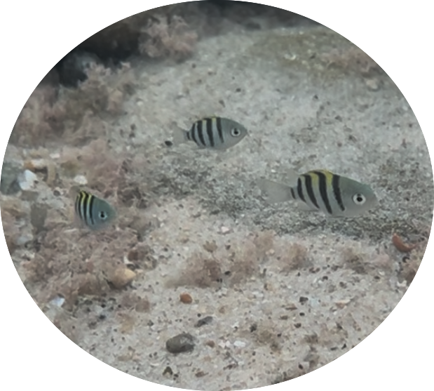Juvenile indo-pacific sergeant major damselfish