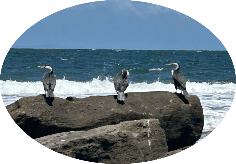 pied cormorants