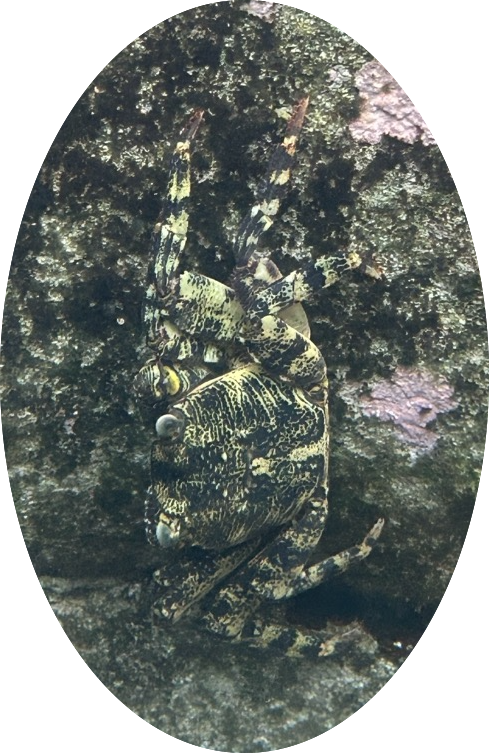 Mottled lightfoot crab
