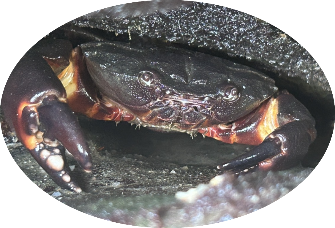 Rock crab