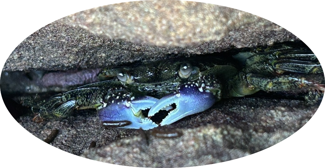 Mottled lightfoot crab?