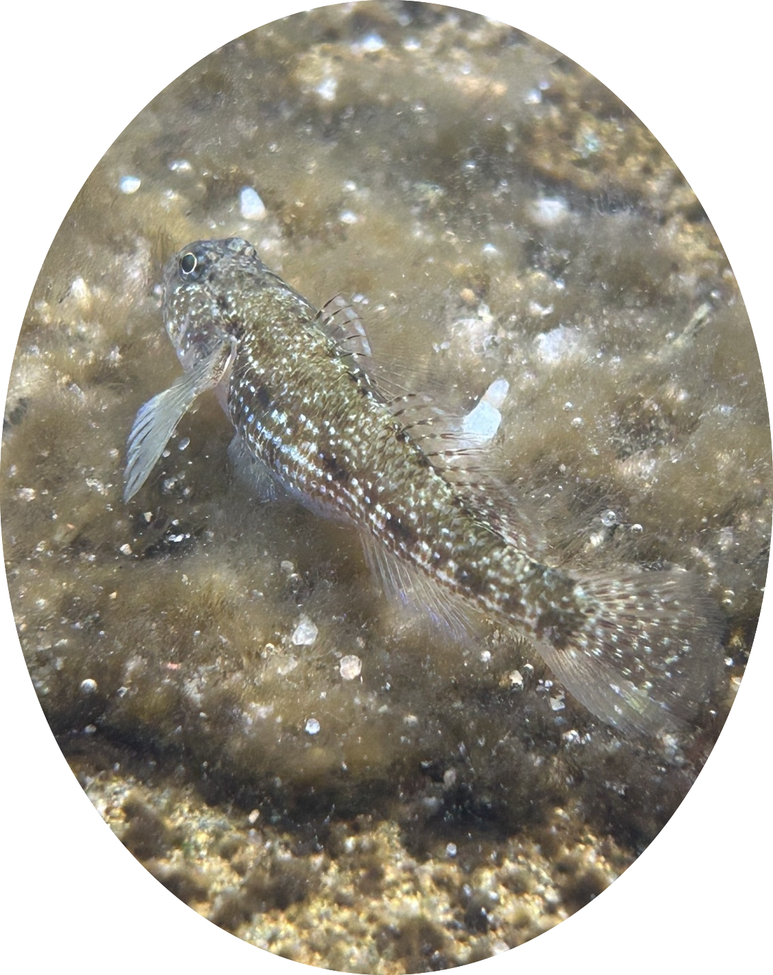 Dusky frillgoby (i think)