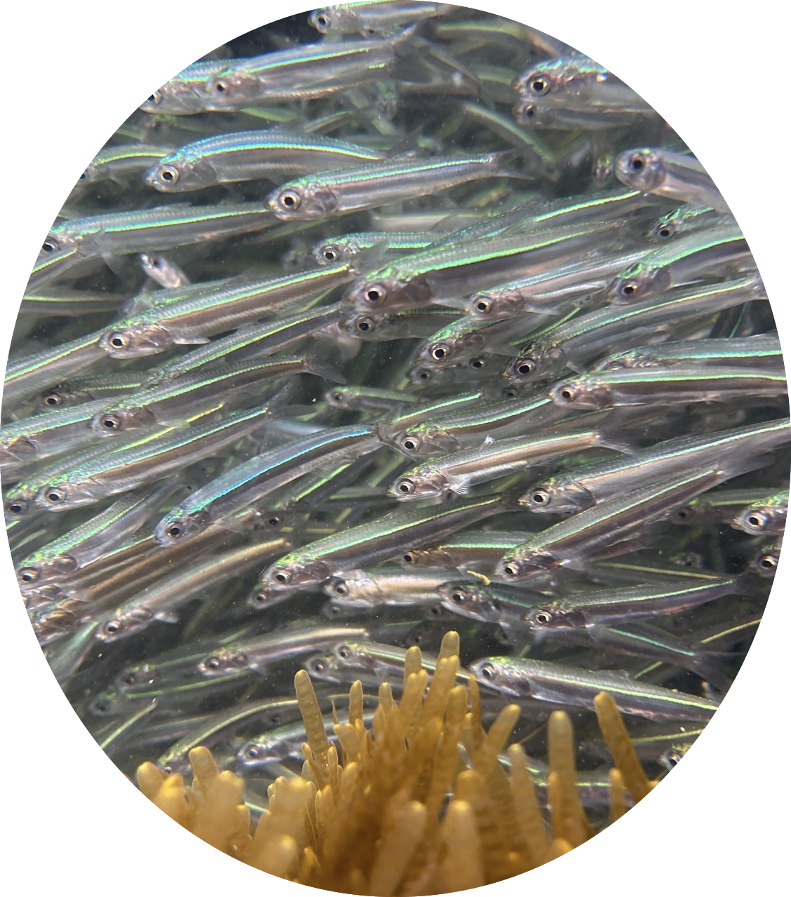 Common hardyheads