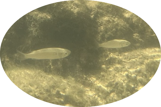 sand mullet i think??