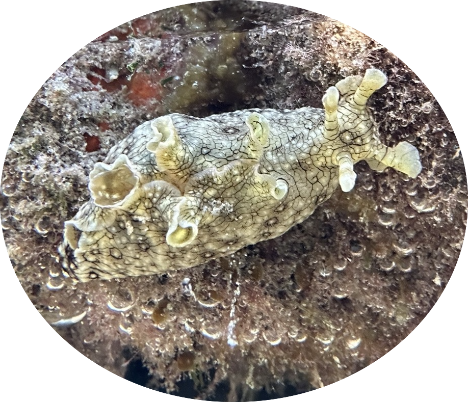 White-speckled seahare