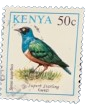 1993, Kenya, Birds: Superb Starling/Kwazi