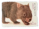 2019, Australia, Australian Fauna: Wombat