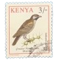 1993, Kenya, Greater Honeyguide/Miembe